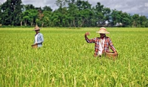 Myanmars Good Agricultural Practices Gap Protocol Launched Myanmar