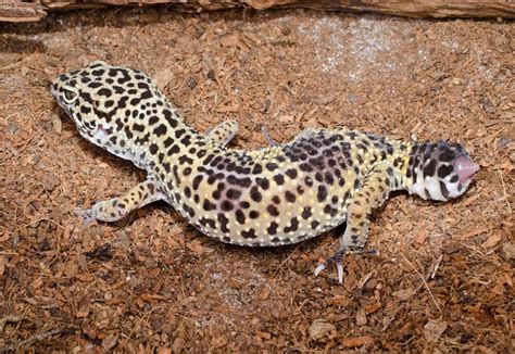 How Much Do Leopard Geckos Cost At Petsmart 2024 Price Guide Pet Keen