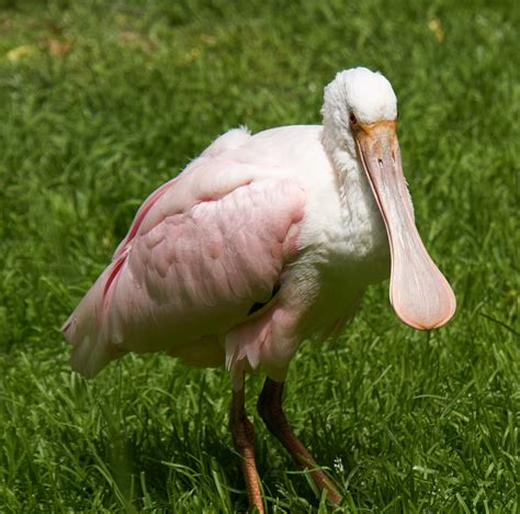 Picture Of A Roseate Spoonbill Bird About Wild Animals