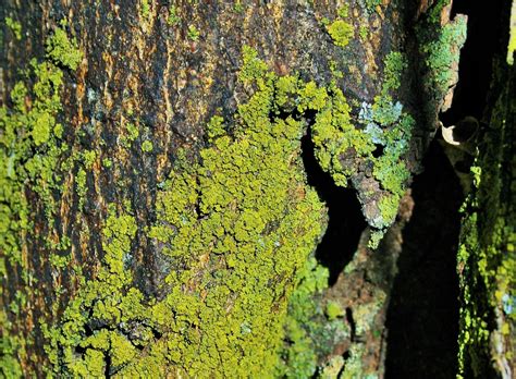 Moss And Lichen On Tree Trunk 2 Free Stock Photo Public Domain Pictures