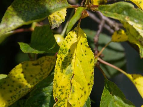 What Is Cherry Leaf Spot How To Treat A Cherry Tree With Leaf Spot