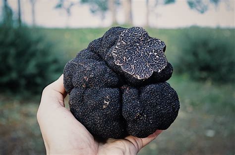 We more than 200 truffle species in the world and more this smell attracts especially mammals. Top Five Truffle Dishes In Melbourne - Melbourne Food ...