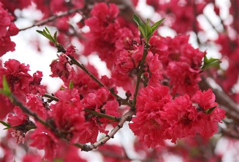 The sending of sympathy flowers is. Texas crop, weather for March 4, 2014 | AgriLife Today