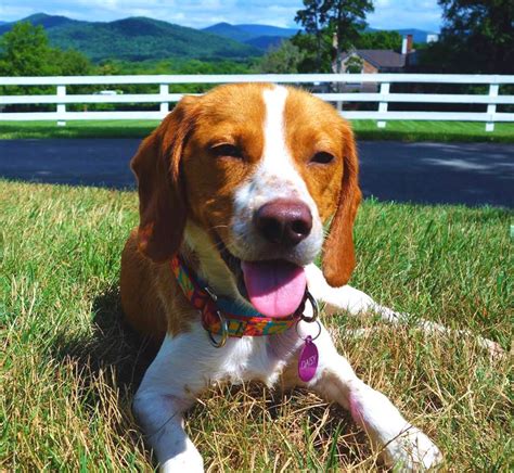 Daisy The Beagle Coonhound Mix Dogperday