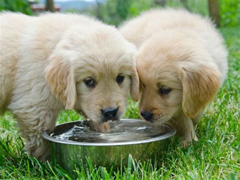 But have you ever looked down at your dog's bowl and wondered if he was bored with drinking just h2o? Is Your Puppy Drinking Enough Water? - American Kennel Club