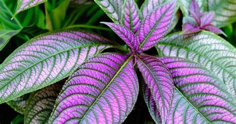 Persian Shield Plant Care How To Grow Strobilanthes Dyerianus