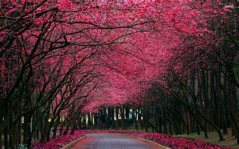 Pink Trees Wallpapers Wallpaper Cave