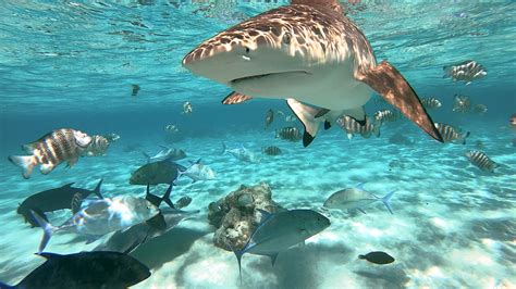 Today Is Shark Awareness Day Learn Key Facts And How To Help The