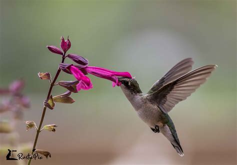Photographing Hummingbirds In Flight 8 Top Tips Rusticpix
