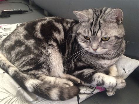 Brits Korthaar British Shorthair Kitten Cat Silver Tabby Blotched