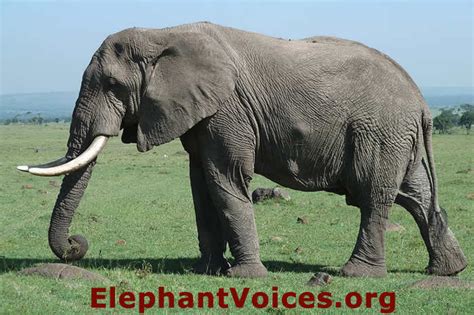 Learn vocabulary, terms and more with flashcards, games and other study tools. How to use body characteristics to ID African elephants