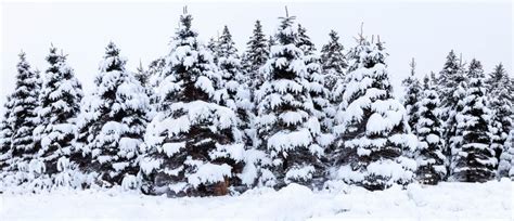 Snow Covered Pine Trees In Wisconsin Stock Image Image Of Cold