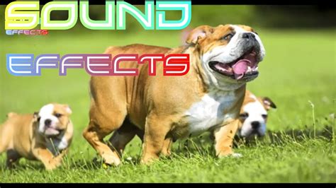 Competition sound effects, sound effects to download, puppies. Dog Sound Effects #22 - YouTube