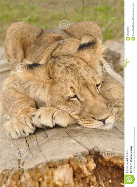 Lion Sleeping On Tree Royalty Free Stock Images Image