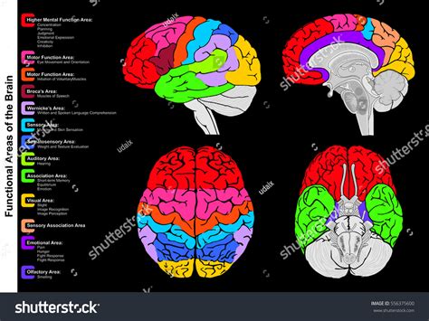 Human Brain Functional Infographic Including All Stock Illustration