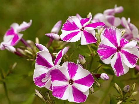 21 Perennial Flowers That Bloom All Summer Even From Spring To Fall