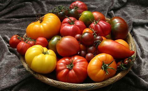 Organic Heirloom Tomato Seeds Heirloom Tomatoes Tomatofest Heirloom