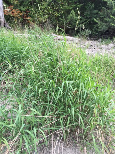 Reed Canary Grass Yukon Invasive Species · Inaturalist