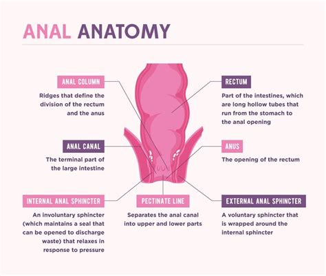 Anatomy Of Anal Sex Telegraph