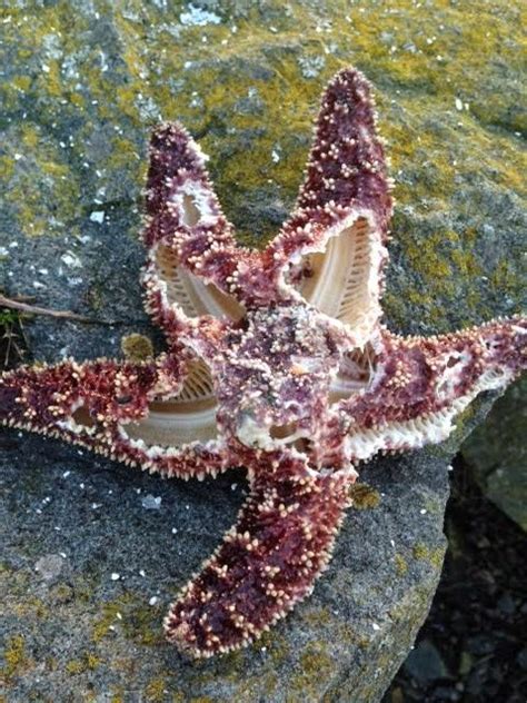 Oregon Beachcomber Blog Whats Washing Up Mystery Of Sea Star