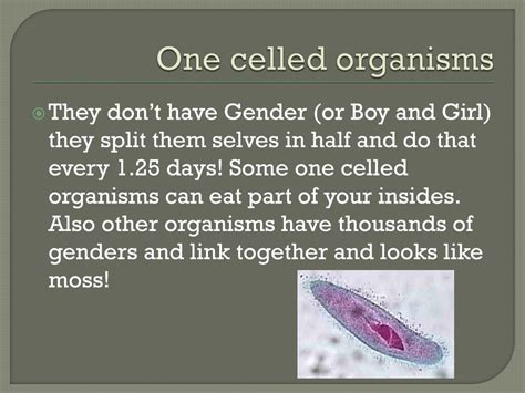 Ppt Bacteria And One Celled Organisms Reproduction Powerpoint