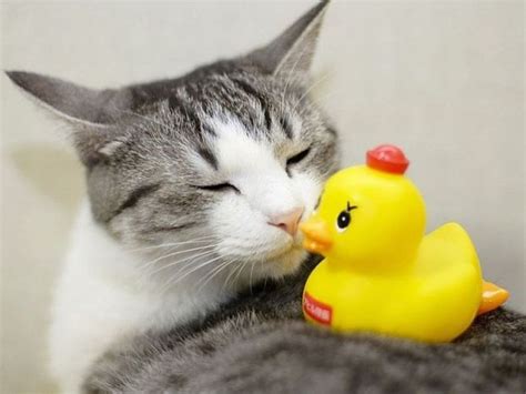 Picture Collection Cute Animal Funny Pics