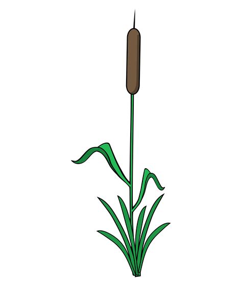 Clipart Reeds Png Not Same Images On Box