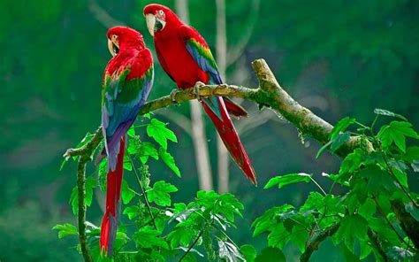 Lovely Birds Birds Parrots Branch Animals Hd Wallpaper Peakpx