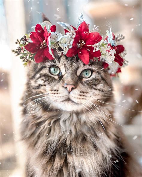 15.… are flowers of life. This Artist Is Making Flower Crowns For Animals And They ...