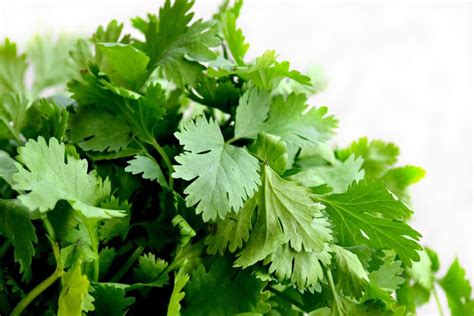 Coriander Leaves How To Growcare And Harvest At Home
