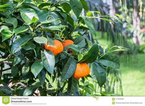 Ripe Oranges On An Orange Tree Stock Image Image Of Health Plant