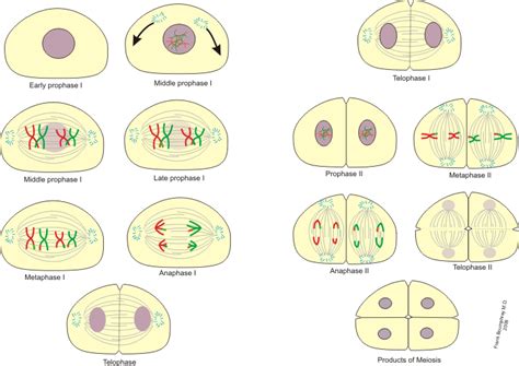 Phases Of Meiosis — Science Learning Hub