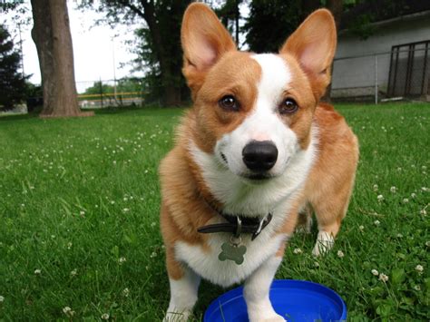 Another mammal that eats both plants and animals according to the situation is a raccoon. Are Dogs Carnivores or Omnivores?