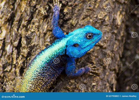 Blue Head Agama Lizard Stock Photo Image Of National 62795882