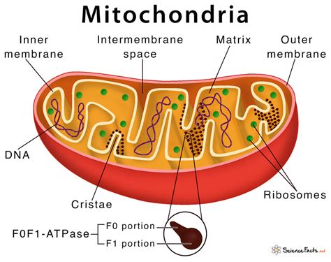 Mitochondrion Powerhouse Of Cell Study Solutions