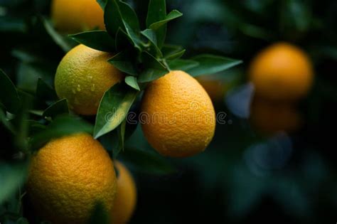 Close Up Of A Lush Citrus Tree With Vibrant Ripening Oranges Growing