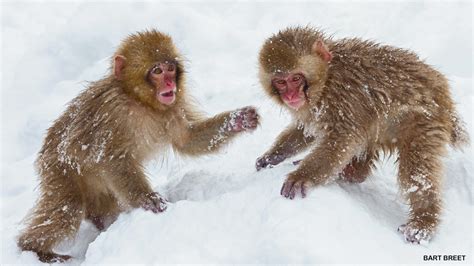 Monkeys In The Snow Nwf Ranger Rick