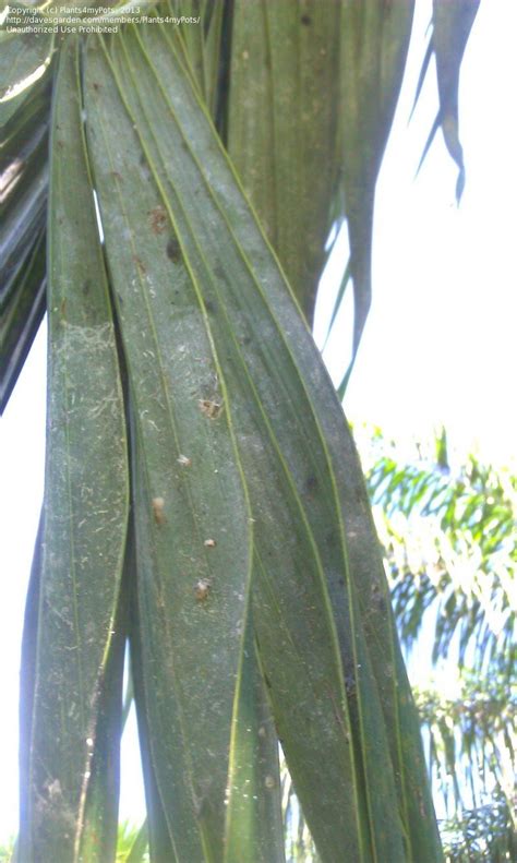 Garden Pests And Diseases Sickly Looking Palms 1 By Plants4mypots