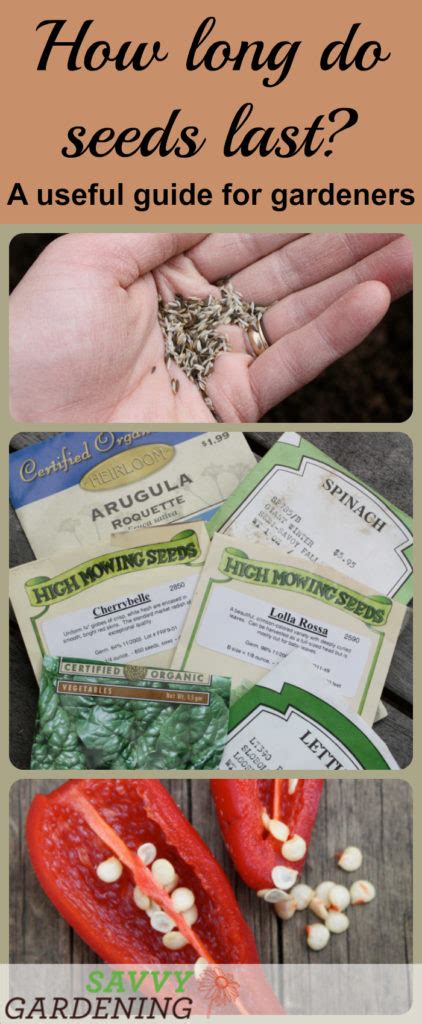 How Long Do Seeds Last A Helpful Guide For Gardeners