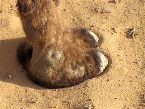 Camel Foot Joschz Flickr