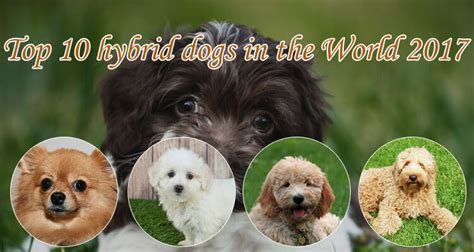 Top 10 Hybrid Dogs In The World 2017 By