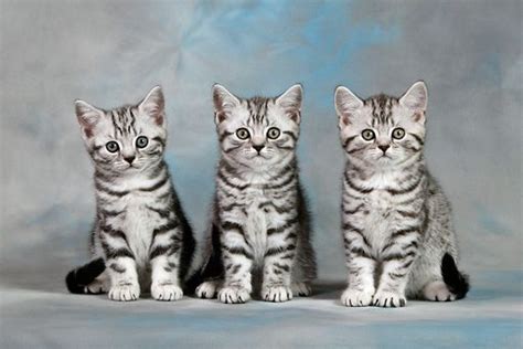 Silver Tabby Cat British Shorthair Cats Have Swanson