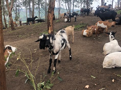 The Goats That Saved The Gorillas Urth Caffé European Style Café