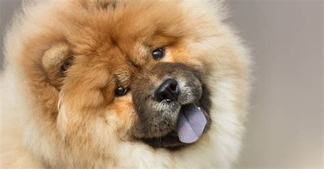 Take A Look At Some Of The Fluffiest Dogs Around