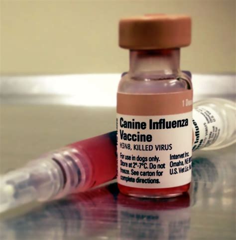 There are several different types of vaccines. Canine Influenza - What You Need To Know!