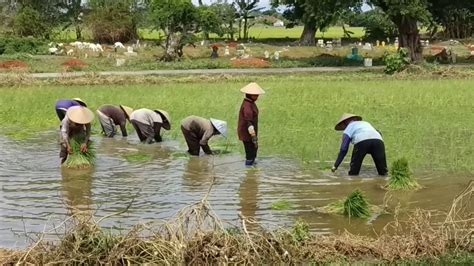 Padi Secara Tradisional Hot Sex Picture