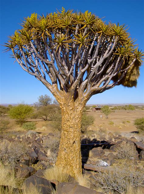 Quivertree Forest Pictures Of Namibia