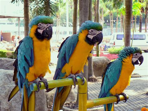 Free Images Bird Beak Blue Yellow Fauna Macaw Vertebrate