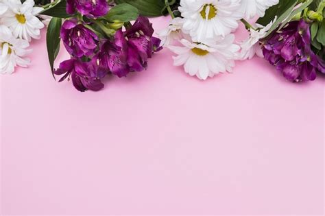 Free Photo Purple And White Flowers On Pink Background