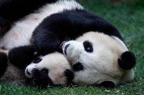 Mama And Baby Panda Bear Pandas Pandas Pandas Pinterest